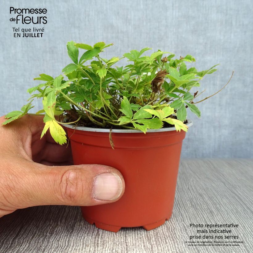 Exemplaar van Potentilla aurea - Gouden ganzerik Kweekpotje van 8/9 cm zoals geleverd in de zomer