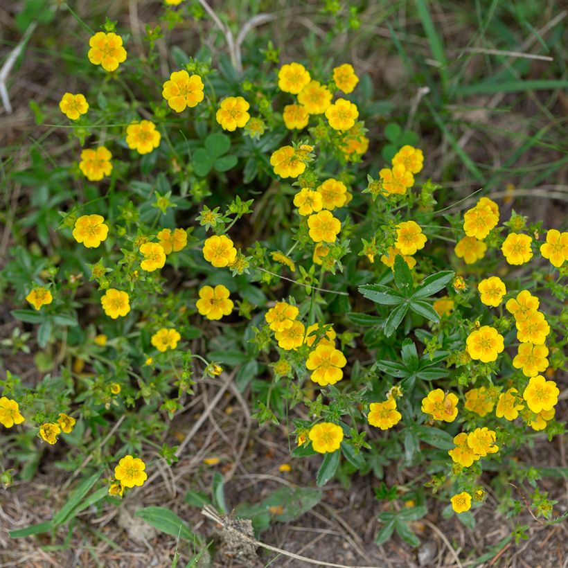 Potentilla aurea - Gouden ganzerik (Groeiplaats)