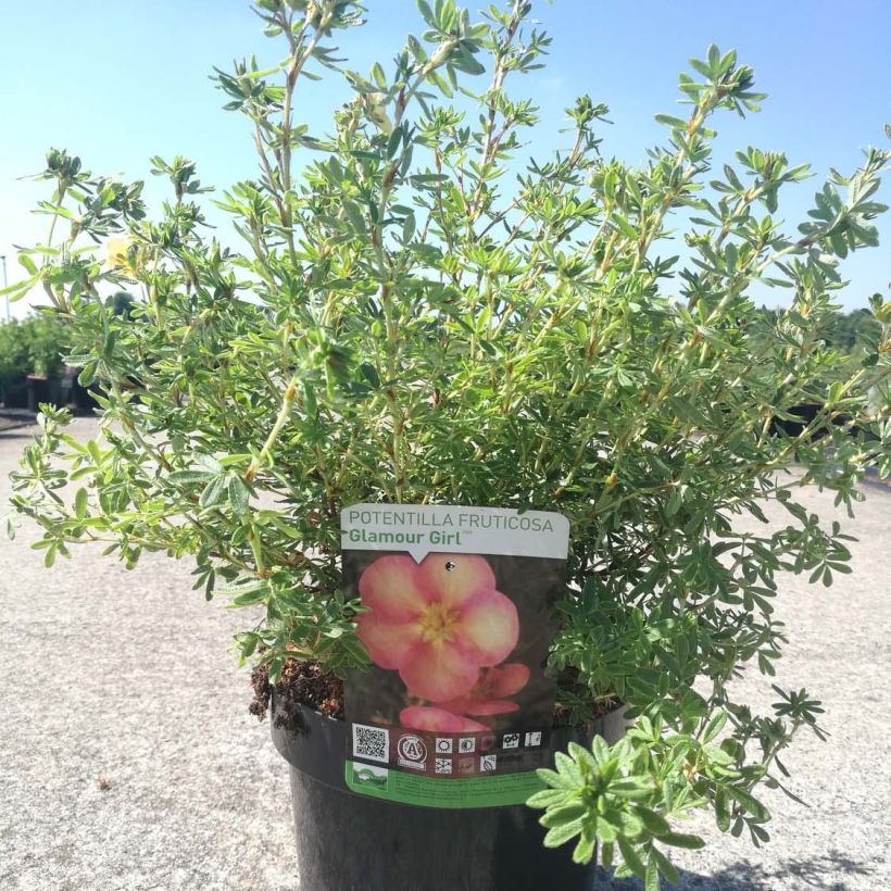 Potentilla fruticosa Glamour Girl - Struikganzerik (Groeiplaats)