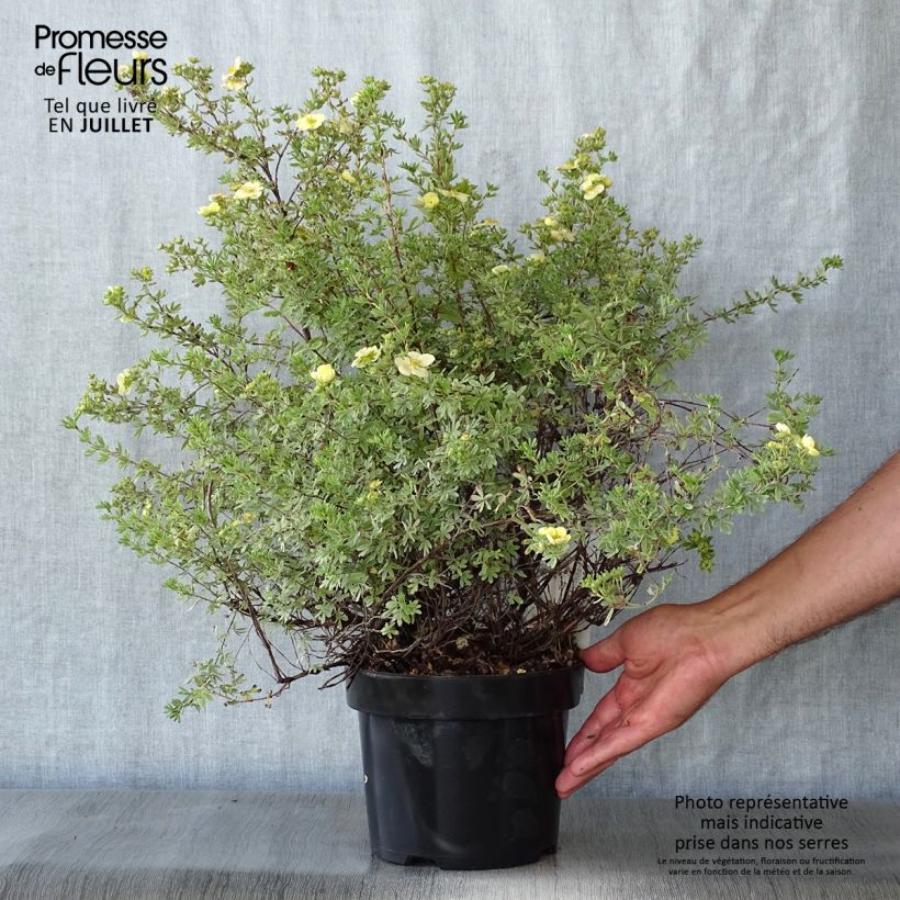 Exemplaar van Potentilla fruticosa Glamour Girl - Struikganzerik Pot van 2 l/3 l zoals geleverd in de zomer