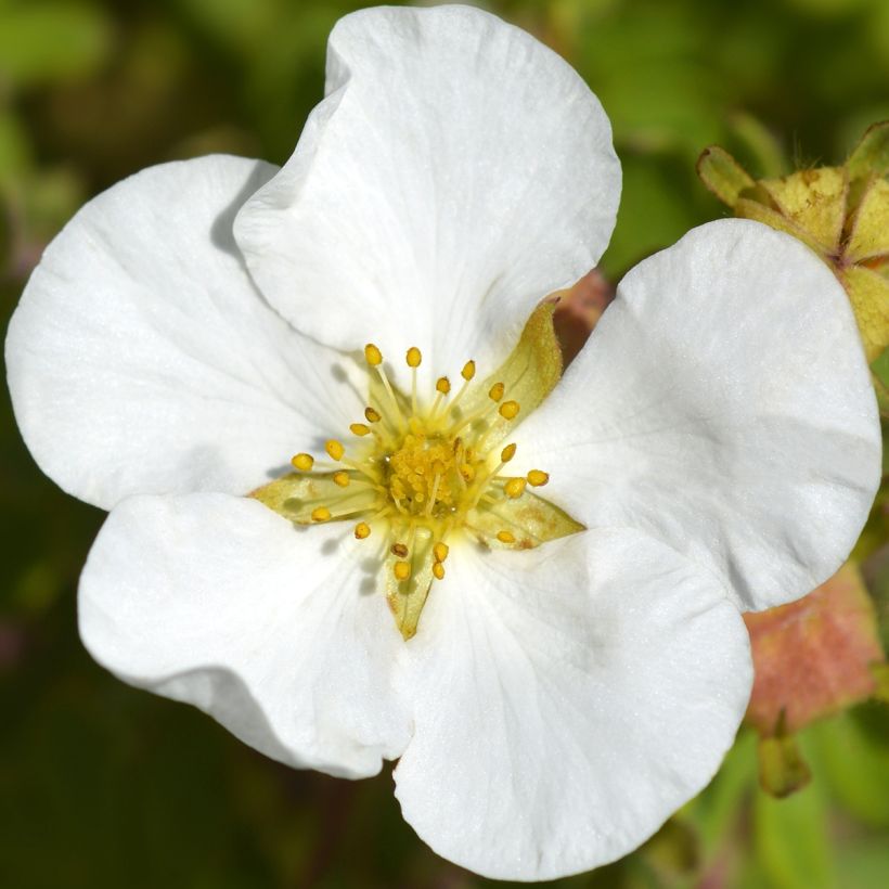 Potentilla fruticosa Bella Bianca - Struikganzerik (Bloei)