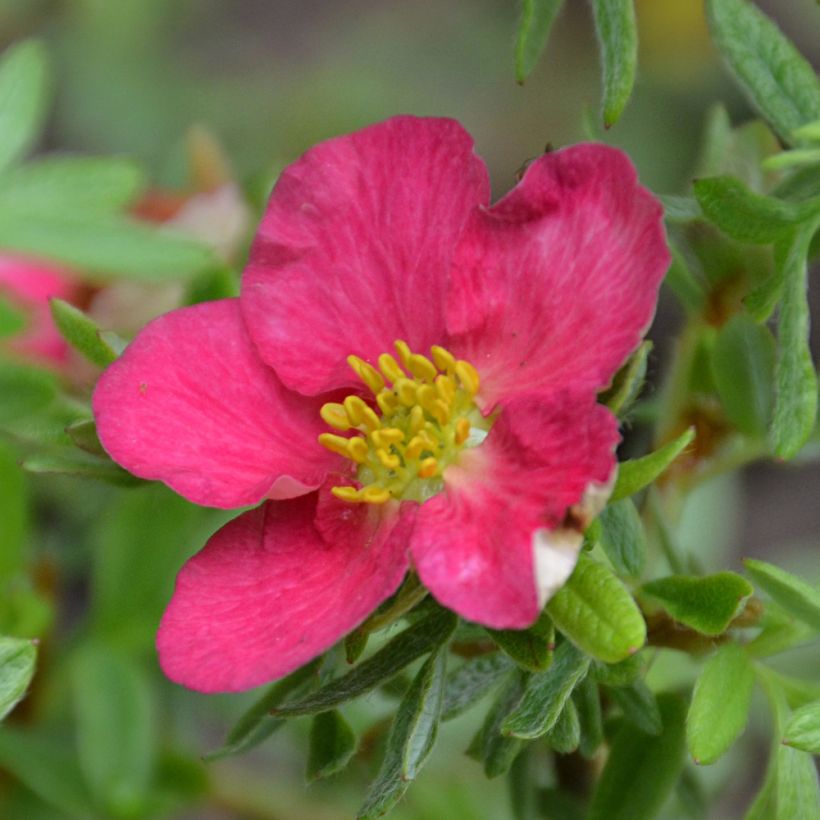 Potentilla fruticosa Bellissima - Struikganzerik (Bloei)