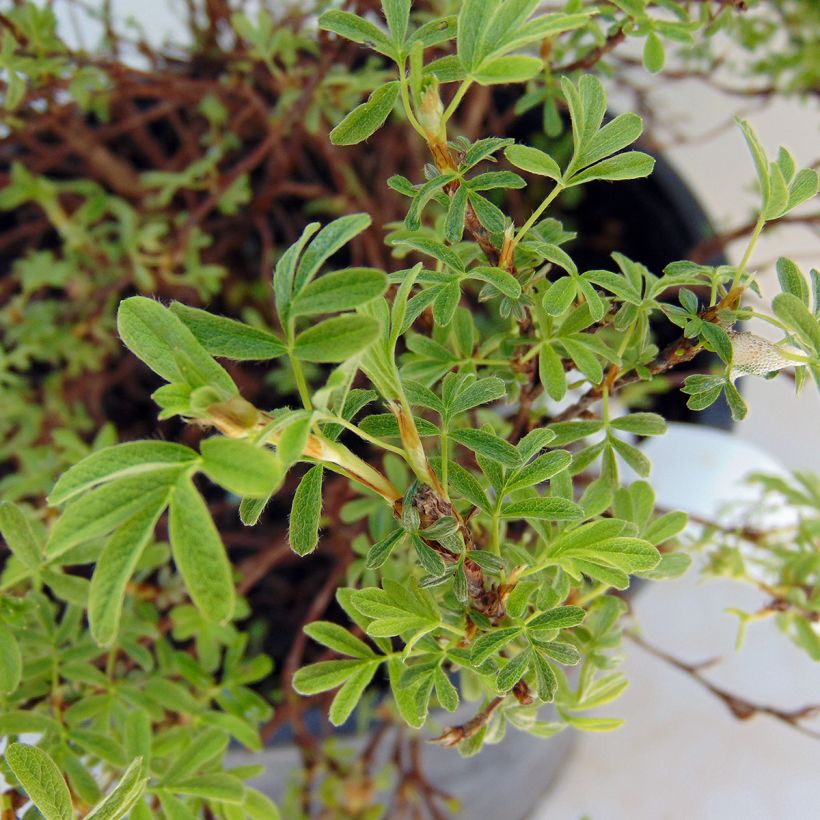 Potentilla fruticosa Bellissima - Struikganzerik (Blad)