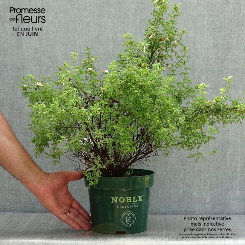 Exemplaar van Potentilla fruticosa Bellissima - Struikganzerik Pot van 2 l/3 l zoals geleverd in de zomer