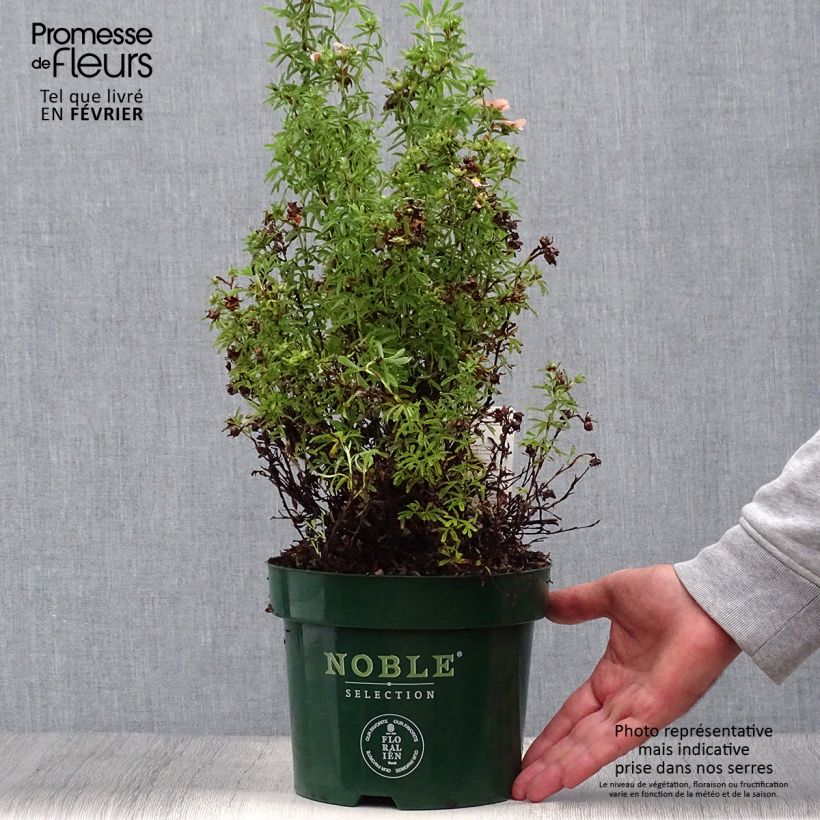 Exemplaar van Potentilla fruticosa Bellissima - Struikganzerik Pot van 2 l/3 l zoals geleverd in de herfst