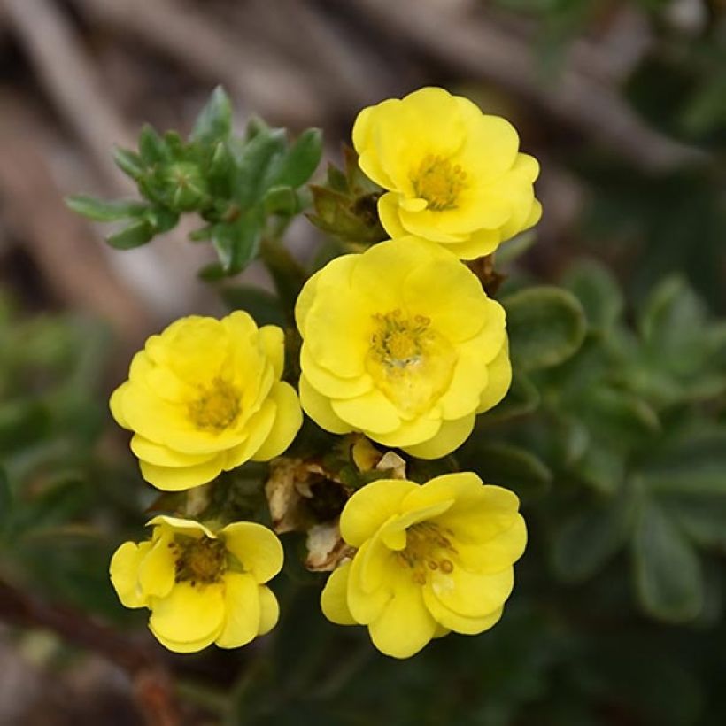 Potentilla fruticosa Citrus Tart - Struikganzerik (Bloei)