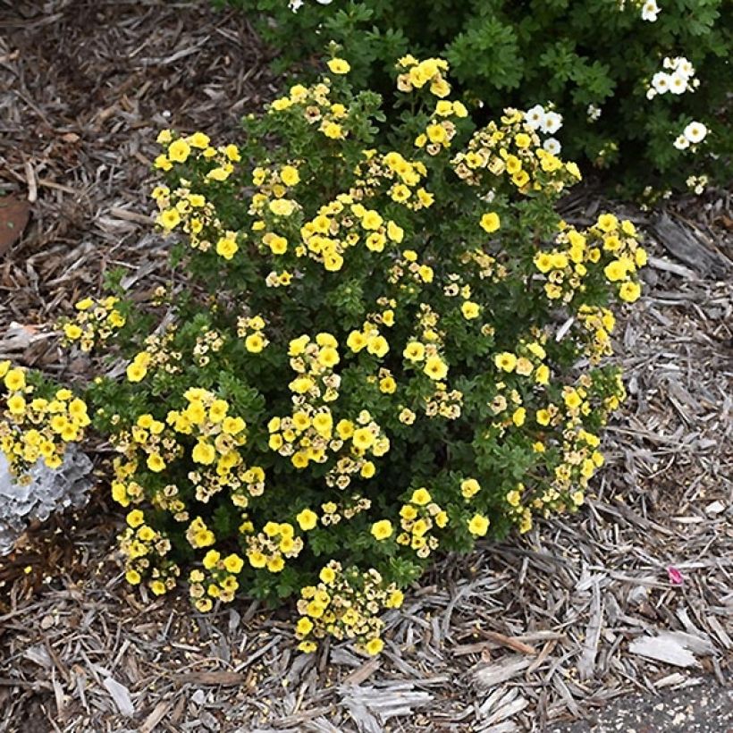Potentilla fruticosa Citrus Tart - Struikganzerik (Groeiplaats)
