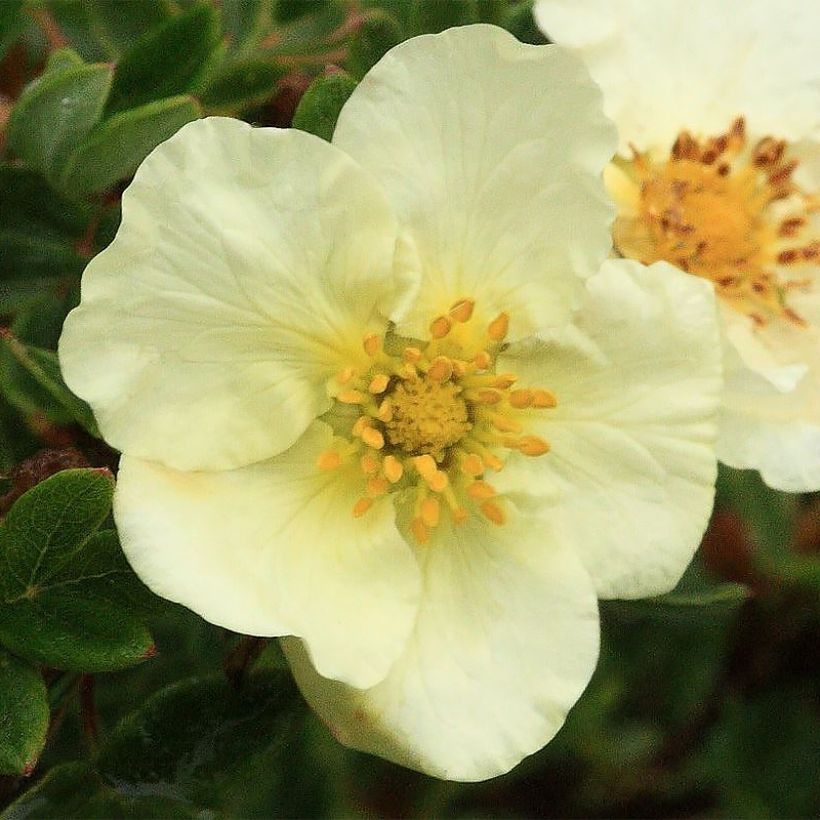Potentilla fruticosa Creamissima - Struikganzerik (Flowering)