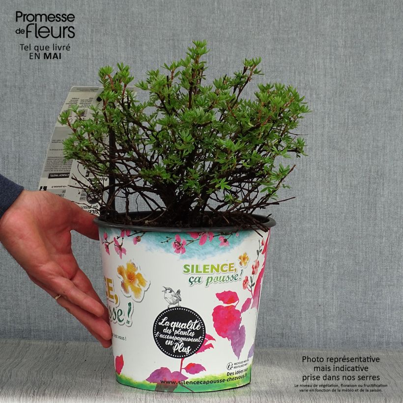 Example of Potentilla fruticosa Double Punch Pastel - Struikganzerik Pot van 3 l/4 l as you get in printemps