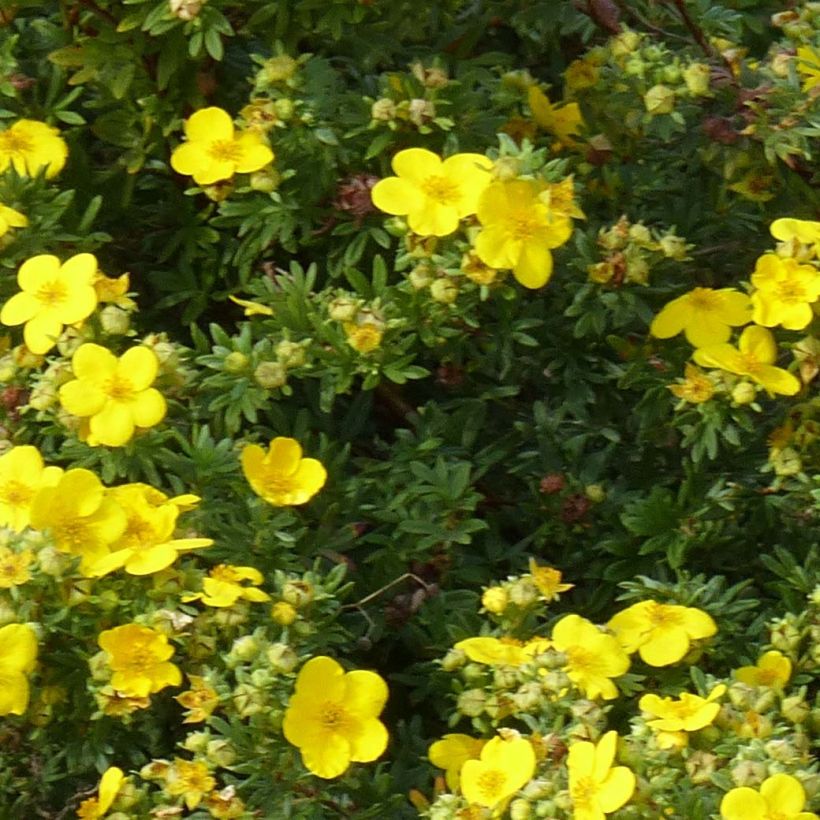 Potentilla fruticosa Goldfinger - Struikganzerik (Foliage)