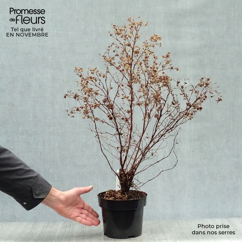 Exemplaar van Potentilla fruticosa Goldfinger - Struikganzerik Pot van 3 l/4 l zoals geleverd in de herfst