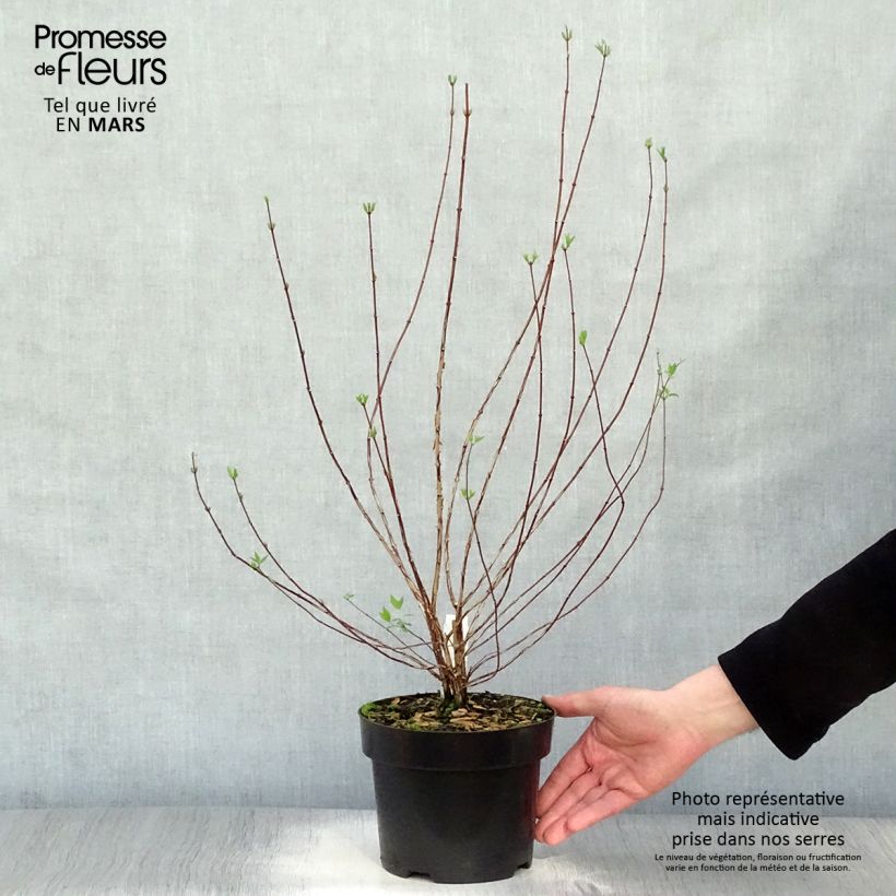 Example of Potentilla fruticosa Goldfinger - Struikganzerik Pot van 3 l/4 l as you get in printemps
