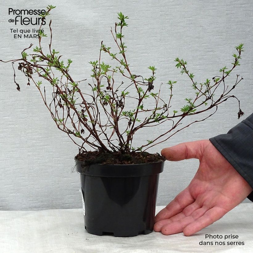 Example of Potentilla fruticosa Goldfinger - Struikganzerik Pot van 1 l/1,5 l as you get in printemps