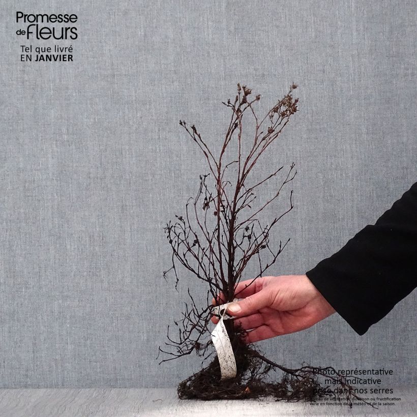 Example of Potentilla fruticosa Goldfinger - Struikganzerik Naakte wortel as you get in hiver