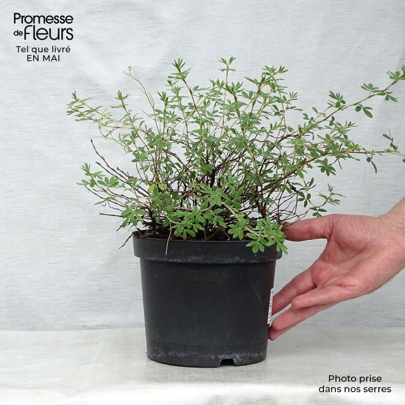 Exemplaar van Potentilla fruticosa Goldteppich - Struikganzerik Pot van 1,5 l/2 l zoals geleverd in de lente