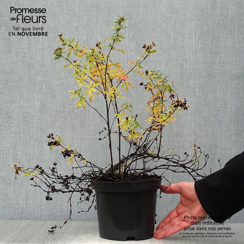 Exemplaar van Potentilla fruticosa Goldteppich - Struikganzerik Pot van 1,5 l/2 l zoals geleverd in de herfst