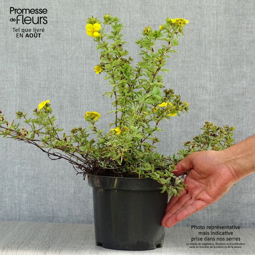 Exemplaar van Potentilla fruticosa Goldteppich - Struikganzerik Pot van 1,5 l/2 l zoals geleverd in de zomer