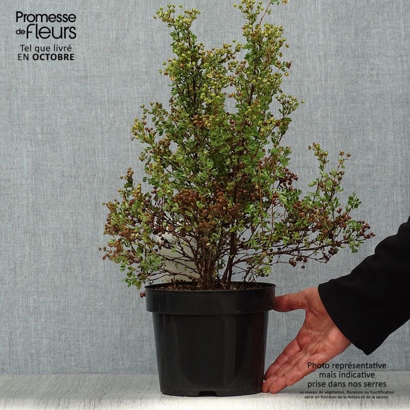Exemplaar van Potentilla fruticosa Lemon Meringue - Struikganzerik Pot van 2 l/3 l zoals geleverd in de herfst