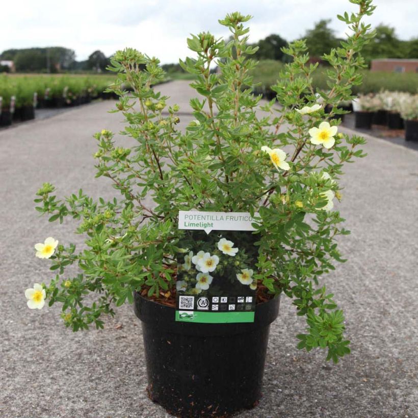 Potentilla fruticosa Limelight - Struikganzerik (Groeiplaats)