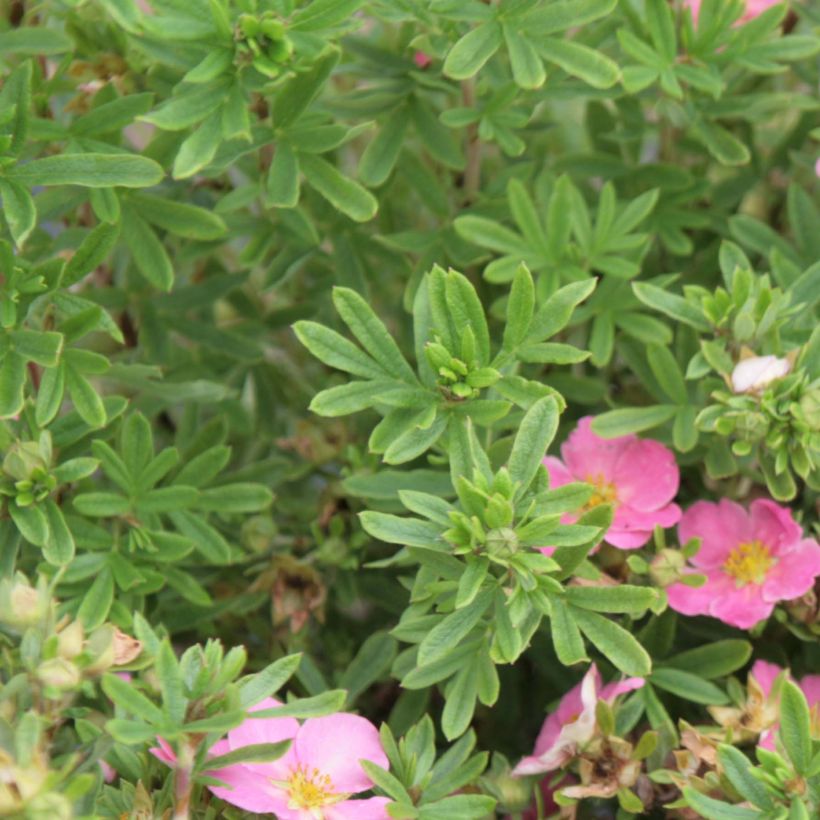 Potentilla fruticosa Lovely Pink - Struikganzerik (Blad)