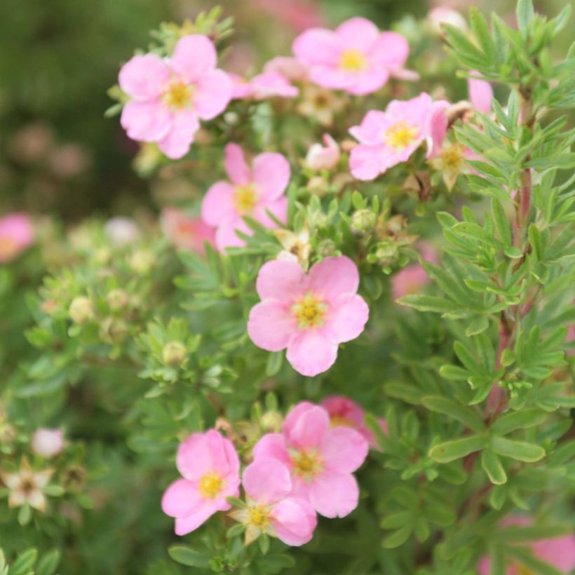 Potentilla fruticosa Lovely Pink - Struikganzerik (Bloei)