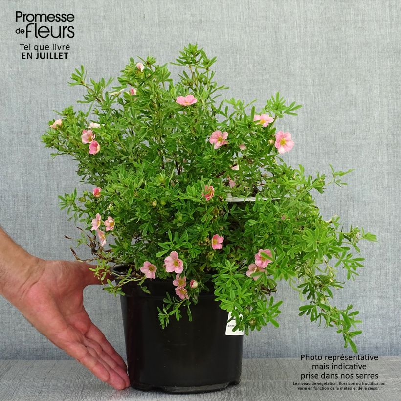 Exemplaar van Potentilla fruticosa Lovely Pink - Struikganzerik Pot van 1,5 l/2 l zoals geleverd in de zomer