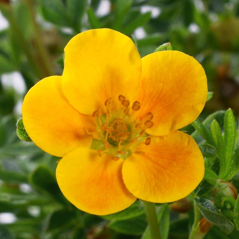 Potentilla fruticosa Mandarin Tango - Struikganzerik (Bloei)