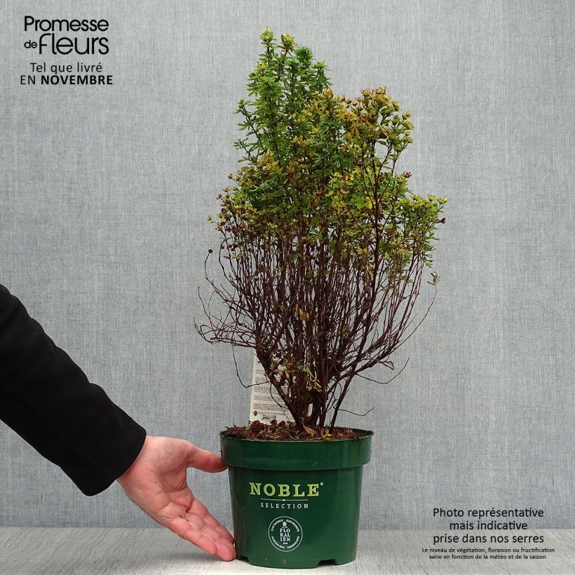 Exemplaar van Potentilla fruticosa Mango Tango - Struikganzerik Pot van 2 l/3 l zoals geleverd in de herfst