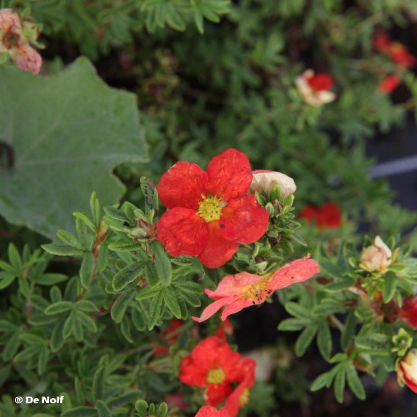 Potentilla fruticosa Marian Red Robin - Struikganzerik (Bloei)