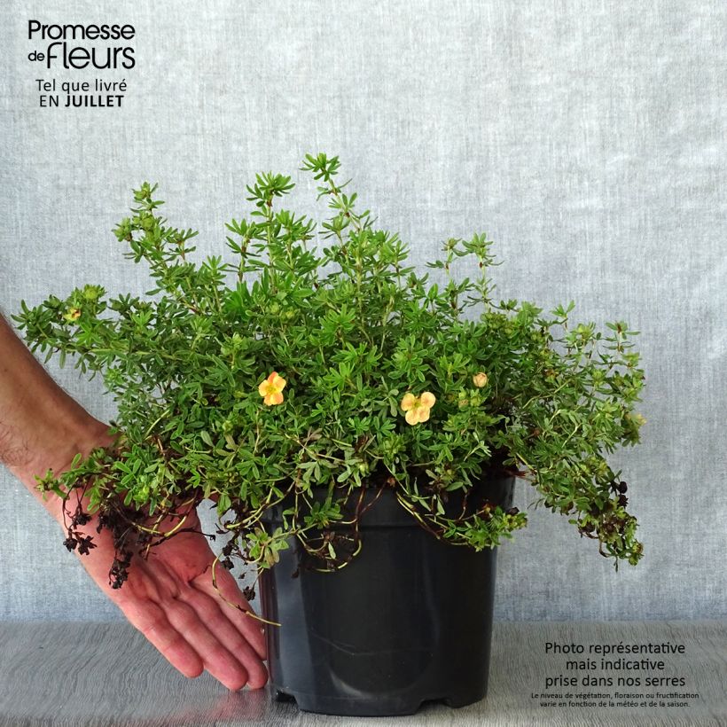 Exemplaar van Potentilla fruticosa Marian Red Robin - Struikganzerik Pot van 1 l/1,5 l zoals geleverd in de zomer