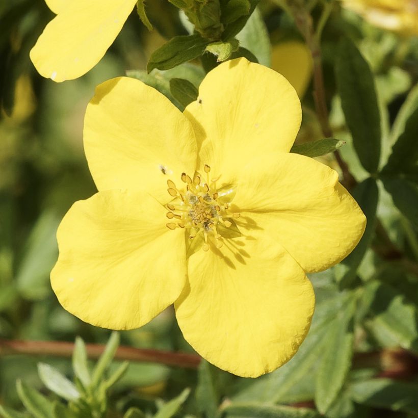 Potentilla fruticosa Medicine Wheel Mountain - Struikganzerik (Bloei)