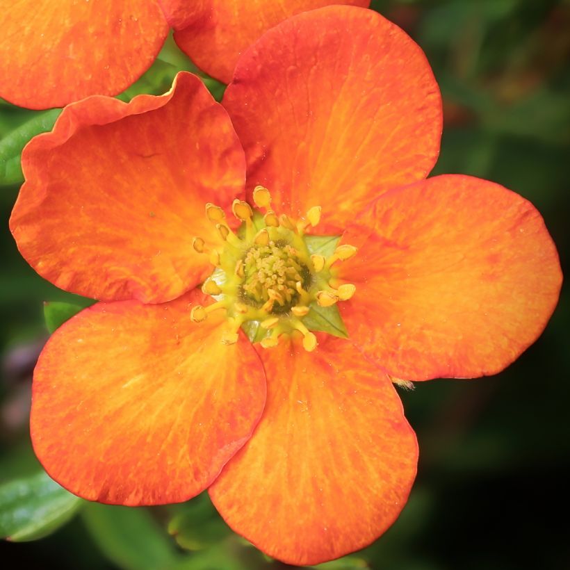 Potentilla fruticosa Orangissima - Struikganzerik (Bloei)