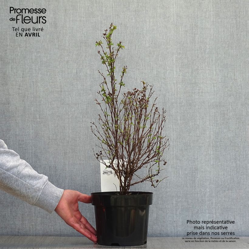Example of Potentilla fruticosa Pink Paradise - Struikganzerik Pot van 2 l/3 l as you get in printemps