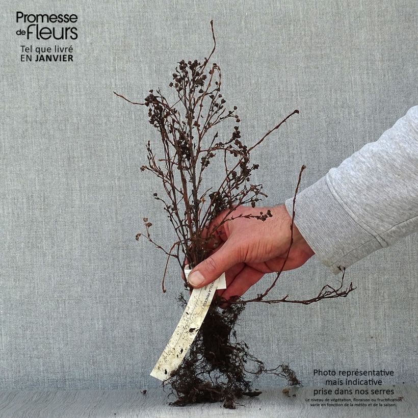 Exemplaar van Potentilla fruticosa Princess Pink Queen - Struikganzerik Naakte wortel zoals geleverd in de winter