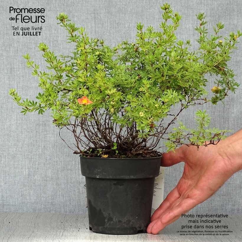 Exemplaar van Potentilla fruticosa Red Ace - Struikganzerik Pot van 1 l/1,5 l zoals geleverd in de zomer