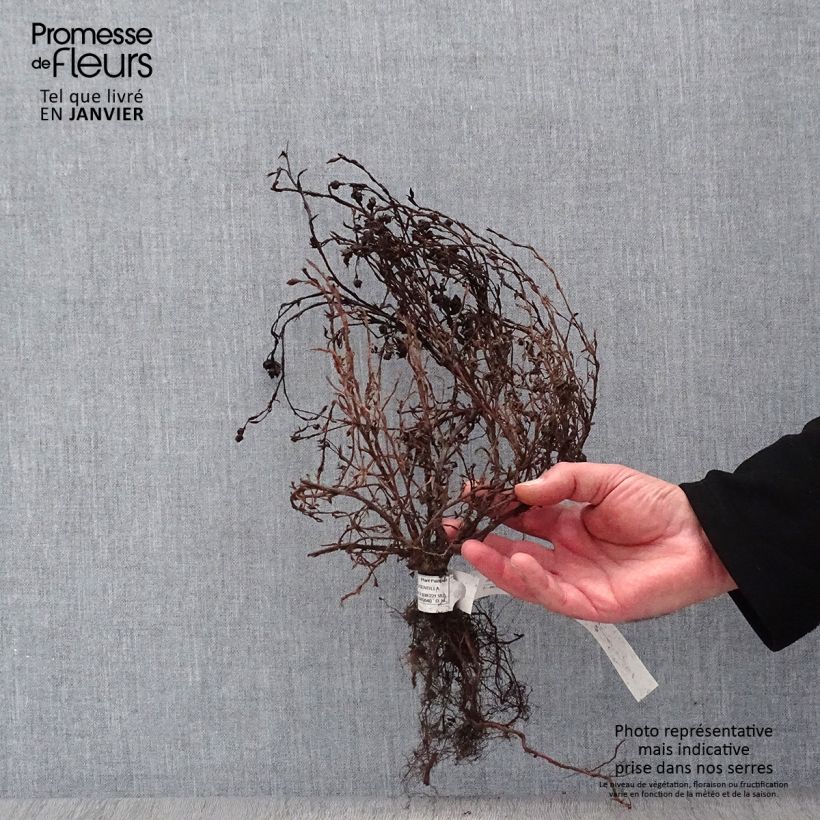 Exemplaar van Potentilla fruticosa Red Ace - Struikganzerik Naakte wortel zoals geleverd in de winter