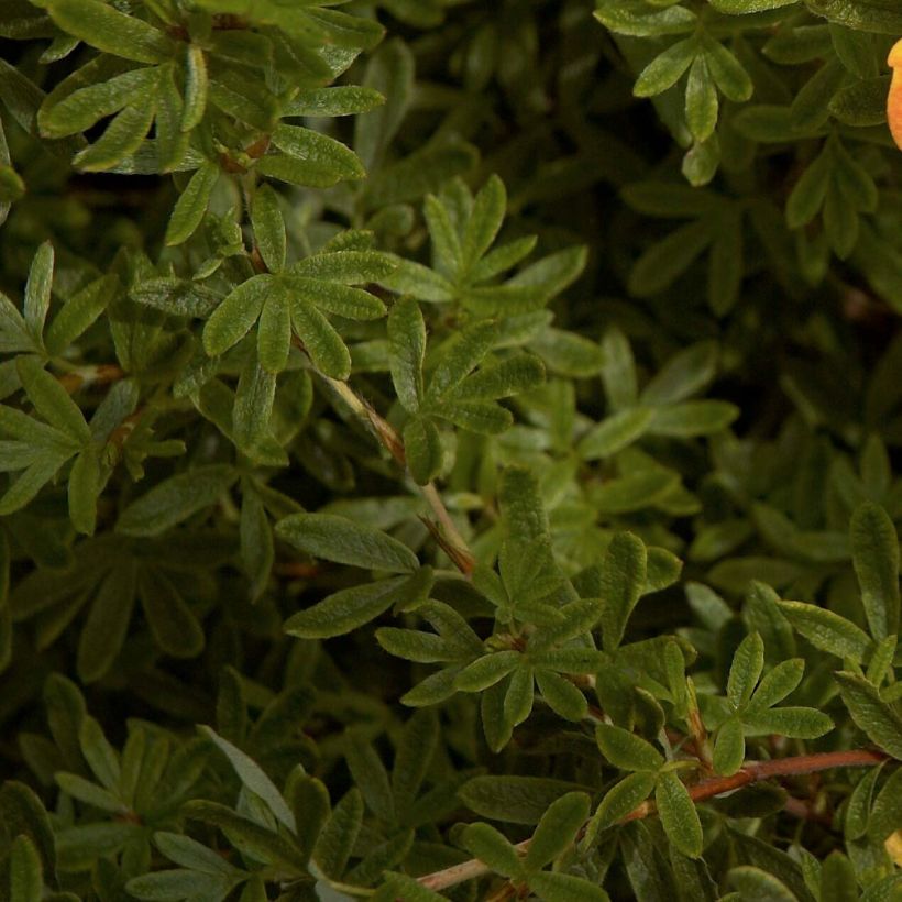 Potentilla fruticosa Red Ace - Struikganzerik (Blad)