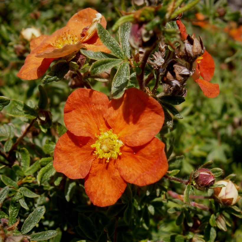 Potentilla fruticosa Red Ace - Struikganzerik (Bloei)