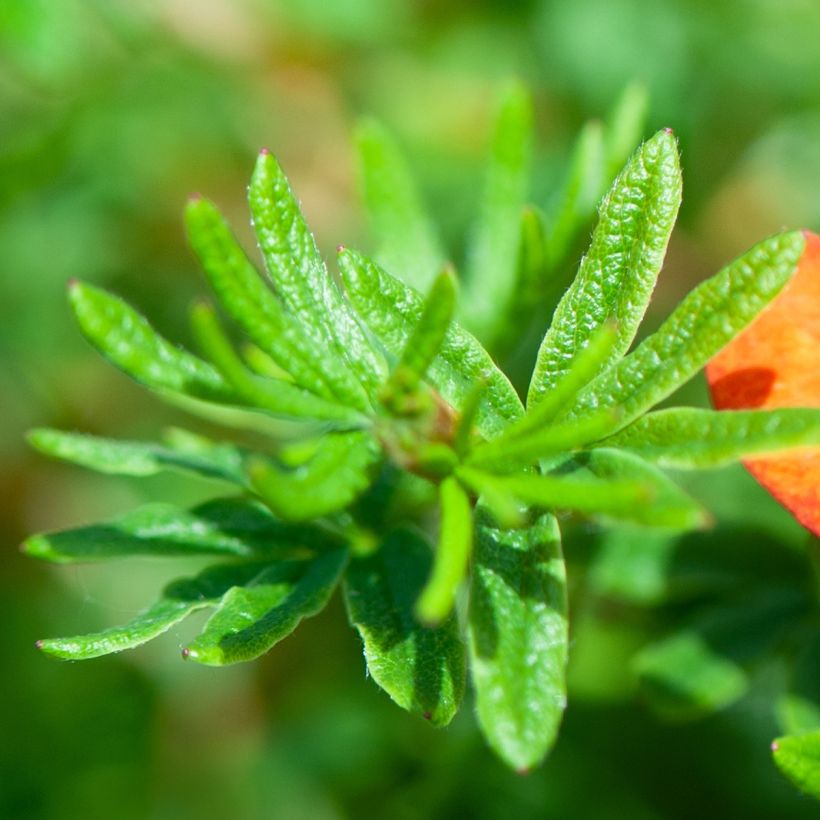Potentilla fruticosa Red Joker - Struikganzerik (Foliage)