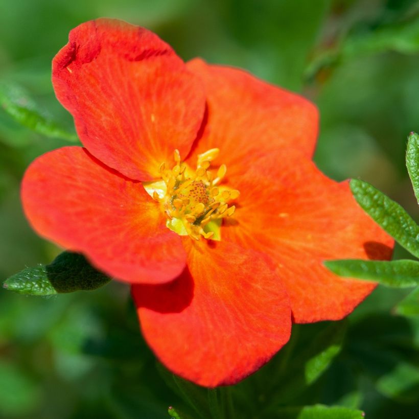 Potentilla fruticosa Red Joker - Struikganzerik (Flowering)