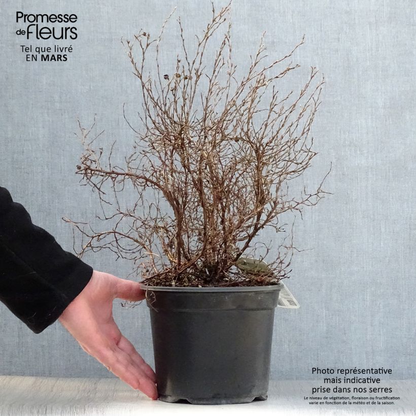 Example of Potentilla fruticosa Tangerine - Struikganzerik Pot van 2 l/3 l as you get in printemps