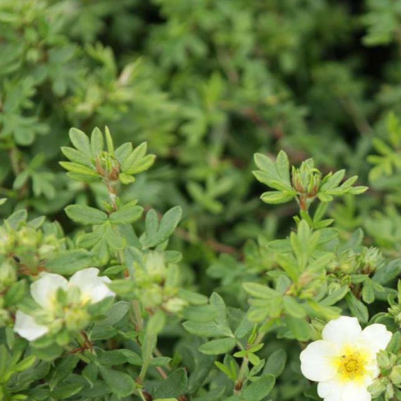 Potentilla fruticosa White Lady - Struikganzerik (Blad)