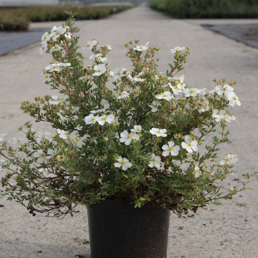 Potentilla fruticosa White Lady - Struikganzerik (Groeiplaats)