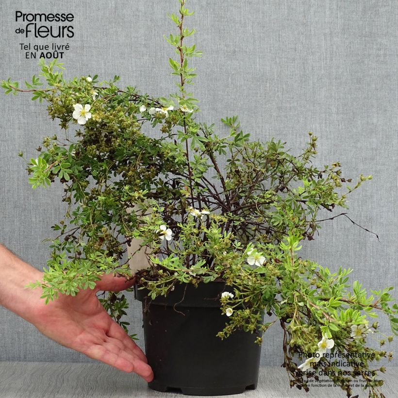 Exemplaar van Potentilla fruticosa White Lady - Struikganzerik Pot van 3 l/4 l zoals geleverd in de zomer