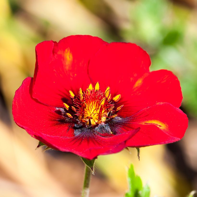 Potentilla Flamenco - Ganzerik (Bloei)