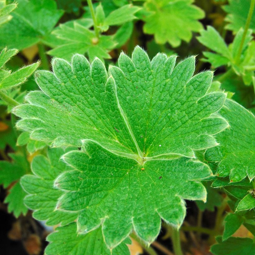Potentilla megalantha - Grootbloemige ganzerik (Foliage)