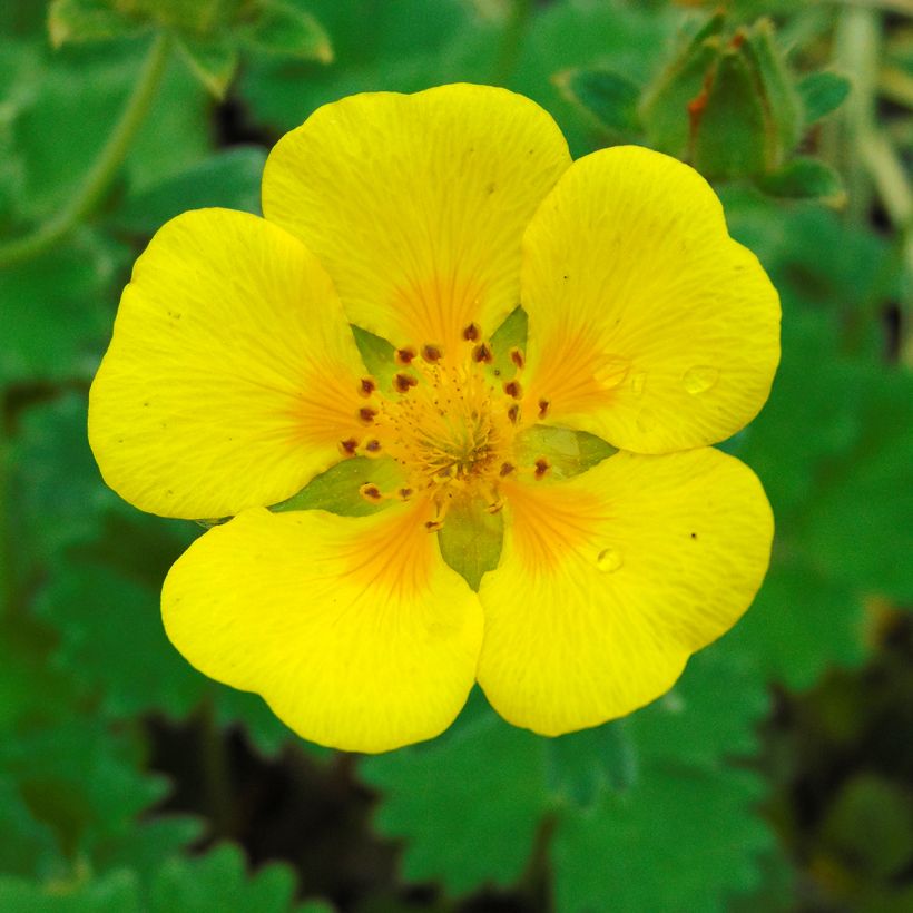 Potentilla megalantha - Grootbloemige ganzerik (Flowering)