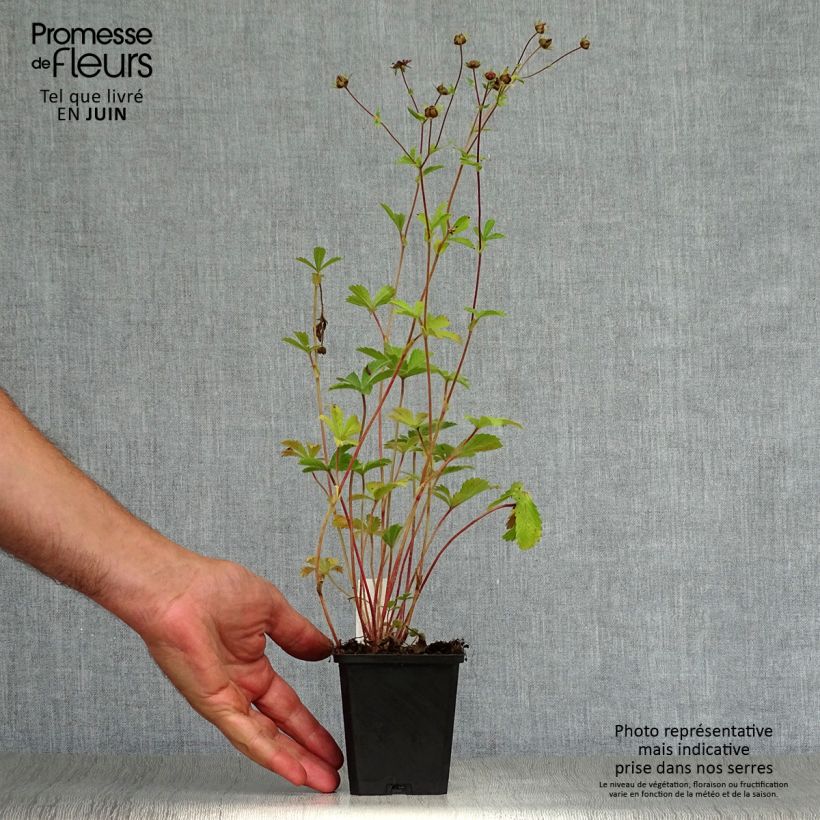 Exemplaar van Potentilla nepalensis Miss Willmott - Nepalganzerik Kweekpotje van 8/9 cm zoals geleverd in de zomer