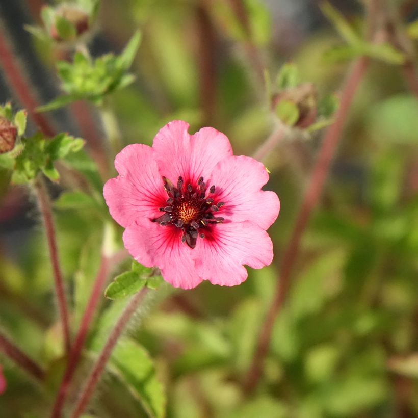 Potentilla nepalensis Miss Willmott - Nepalganzerik (Bloei)