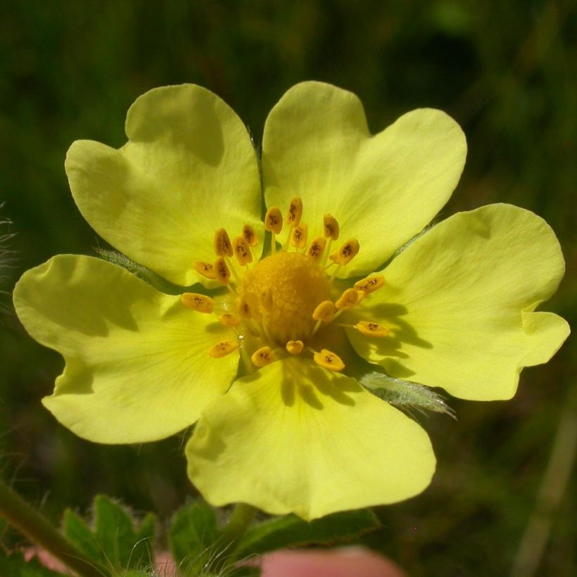 Potentilla recta - Rechte ganzerik (Bloei)